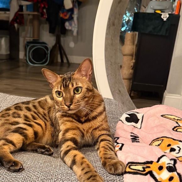kaylacat363